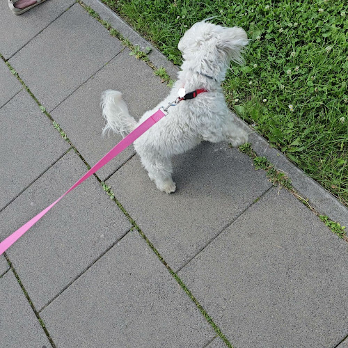 Wolove Burgers Mistrzejowice