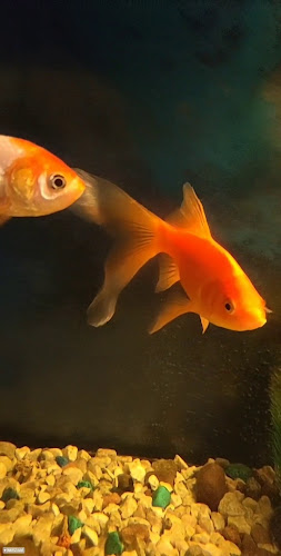 Restauracja Mekong - Gastronomia