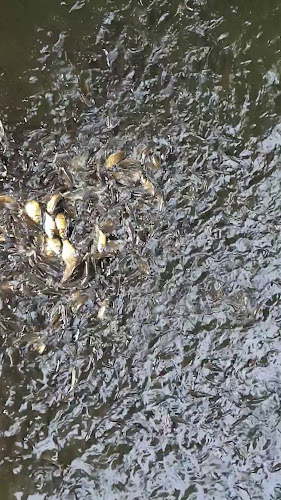 Comentarii opinii despre Restauracja Park Szwajcaria