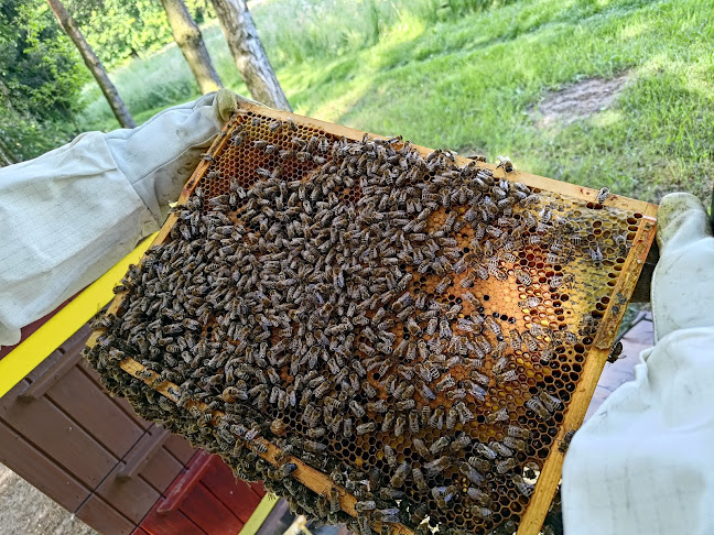 Pasieka Za Ogrodem - Niegoszowice