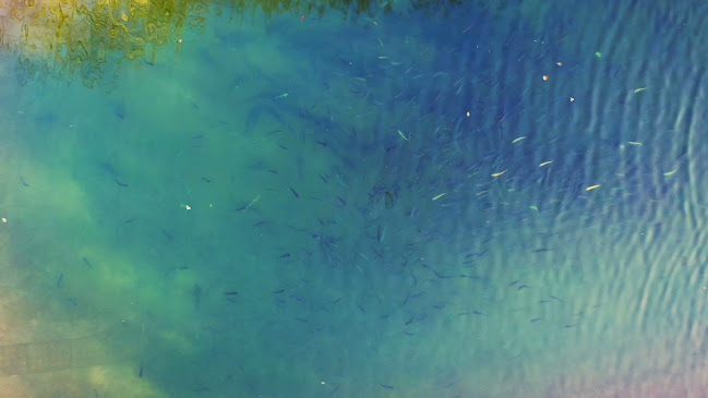 Restauracja Przy Młynie