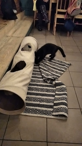 Kocia Kawiarnia Mruczkowo - Gliwice(7+) - Gastronomia