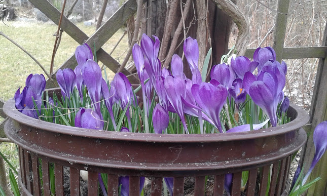 Opinii despre P.H.U. NORIS Waldemar Sopoliński în Jastrowie - Gastronomia