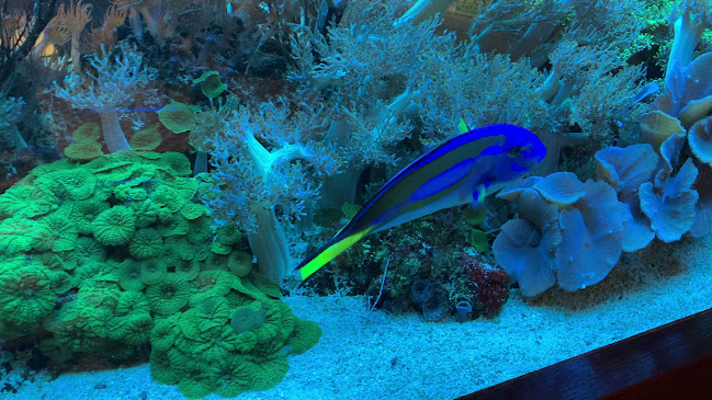 American Sport Nowy Sącz