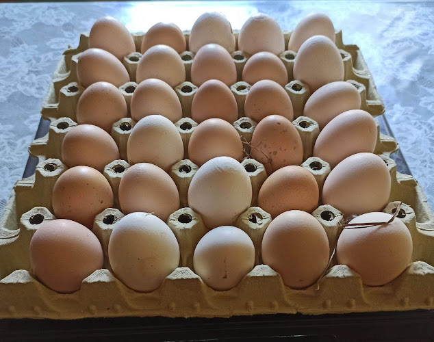 Gospodarstwo rolne - Koronowo