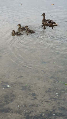 Lodziarnia Na Językach