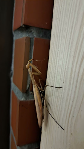 Restauracja Apetito- Ślesin