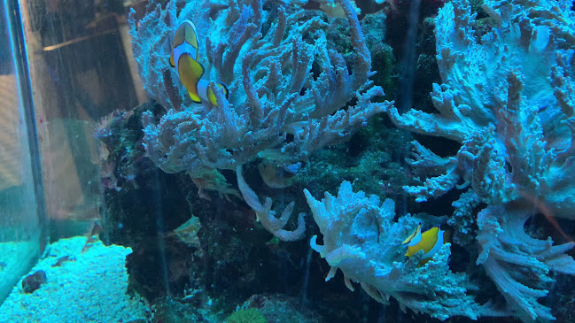 Opinii despre American Sport Nowy Sącz în Nowy Sącz - Gastronomia