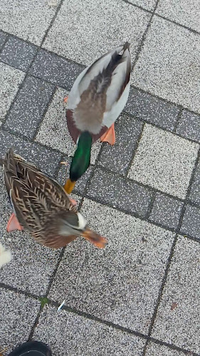 Bar Pod Papugami - Barlinek