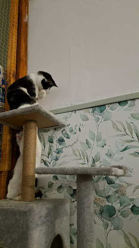 Kocia Kawiarnia Mruczkowo - Gliwice(7+)