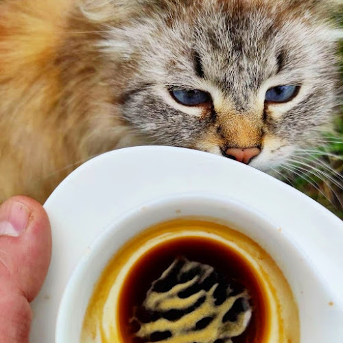 Pikku Piika Café - Gastronomia