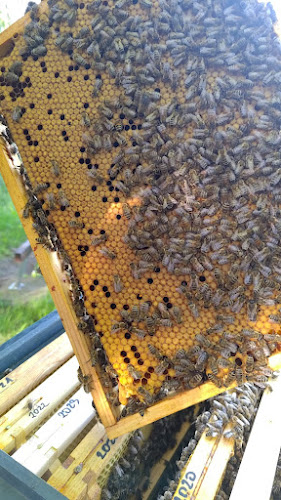 Comentarii opinii despre Pasieka Za Ogrodem