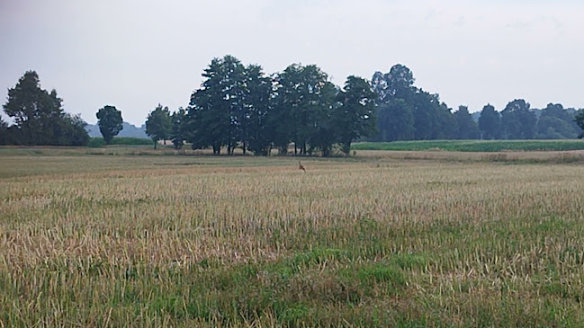 ul. Kozielska 53, 47-244 Dziergowice