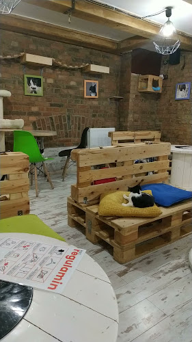 Opinii despre Kocia Kawiarnia „Koci Gościniec”/dla miłośników kotow/adopcja kota în Bytom - Gastronomia