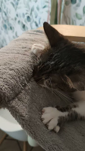 Kocia Kawiarnia Mruczkowo - Gliwice(7+) - Gliwice