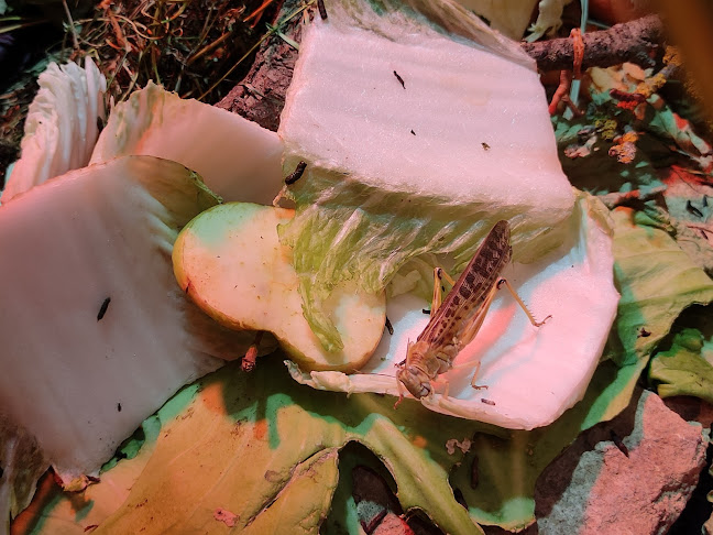 Spacerowa 10, 45-588 Opole