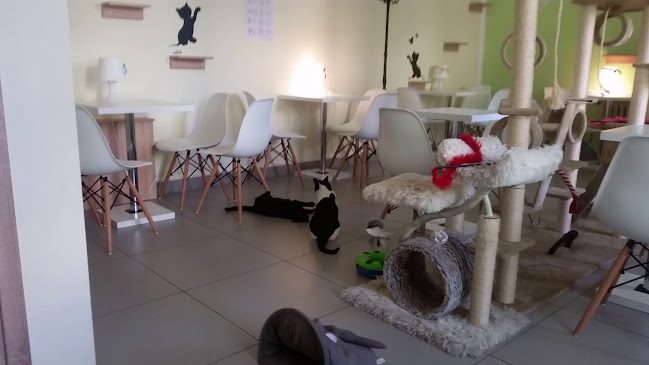 Opinii despre Kocia Ferajna în Bydgoszcz - Gastronomia