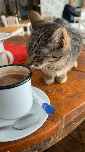 Opinii despre Kocia Kawiarnia Mruczkowo - Gliwice(7+) în Gliwice - Gastronomia