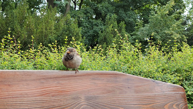 Pizza nel Parco - Gastronomia