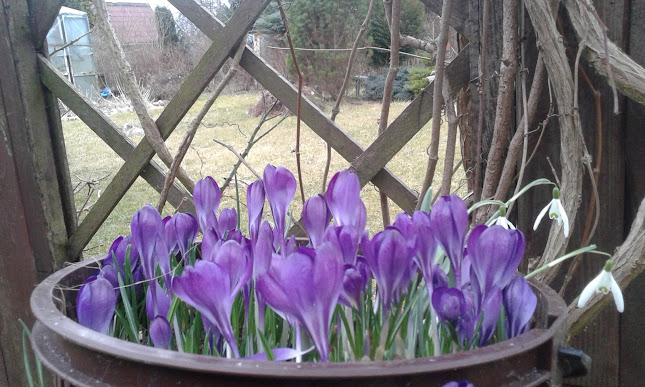 Grunwaldzka 9, 64-915 Jastrowie