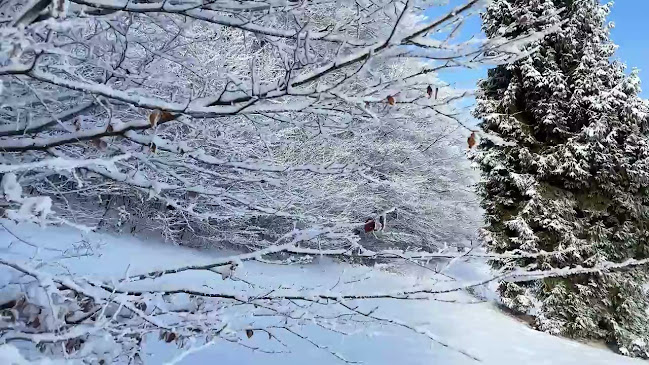 Comentarii opinii despre Chata Wuja Toma