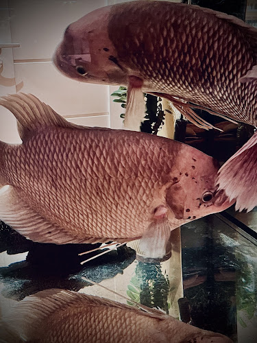 Bar Sao Mai - Smaki Orientalne