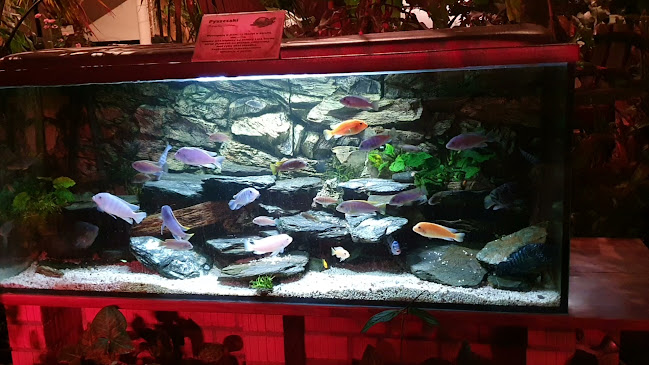 Opinii despre Restauracja Palmiarnia în Zielona Góra - Gastronomia