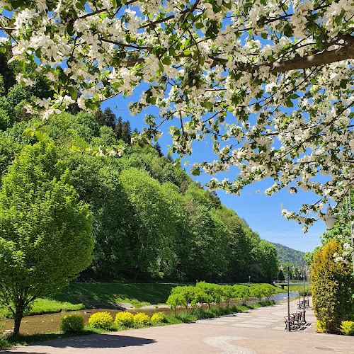 Comentarii opinii despre Graj • car