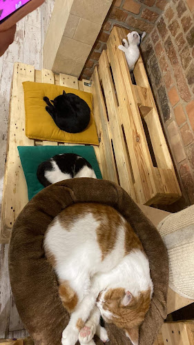 Kocia Kawiarnia „Koci Gościniec”/dla miłośników kotow/adopcja kota - Bytom