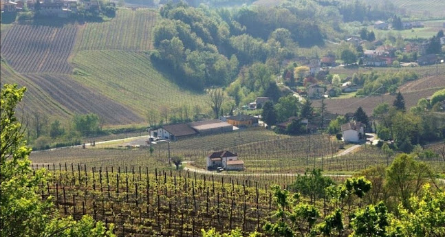 Comentarii opinii despre Specjały włoskie Vinum Veritum