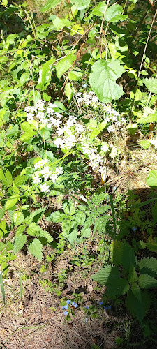 Produkcja Pierogów Adam Wiśniewski