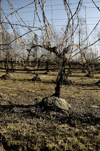 Opinii despre Winnica PATRIA în Imielin - Gastronomia