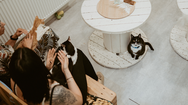Kocia Kawiarnia „Koci Gościniec”/dla miłośników kotow/adopcja kota - Gastronomia