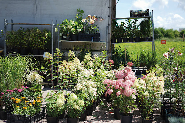 GIEŁDA i PCHLI TARG ROSZKOWO / Pruszcz Gdański - Gastronomia