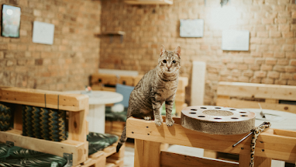 Kocia Kawiarnia „Koci Gościniec”/dla miłośników kotow/adopcja kota