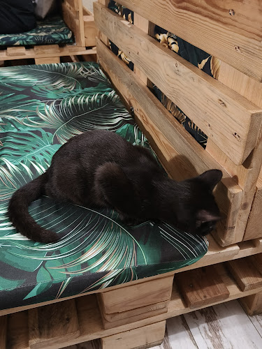 Comentarii opinii despre Kocia Kawiarnia „Koci Gościniec”/dla miłośników kotow/adopcja kota