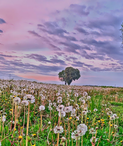 Pisarka 68, 43-188 Orzesze