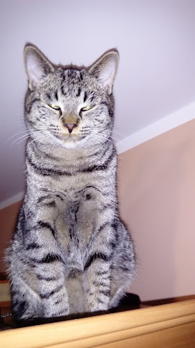 Opinii despre Rogalik. Piekarnia GS Samopomoc Chłopska în Szczytno - Gastronomia