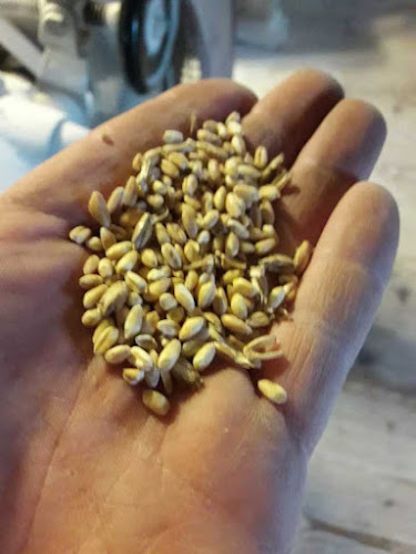 Kwasożyt Piekarnia Rzemieślnicza - Gastronomia