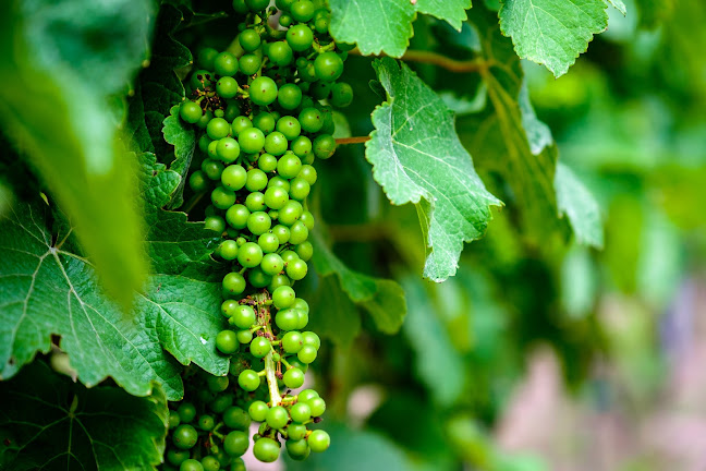 Winnica PATRIA - Imielin