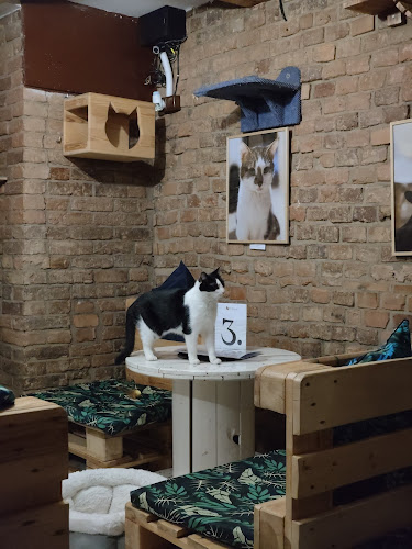 Opinii despre Kocia Kawiarnia „Koci Gościniec”/dla miłośników kotow/adopcja kota în Bytom - Gastronomia