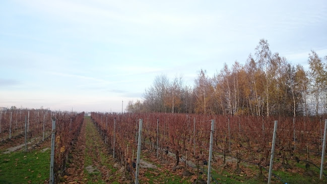 Comentarii opinii despre Winnica PATRIA