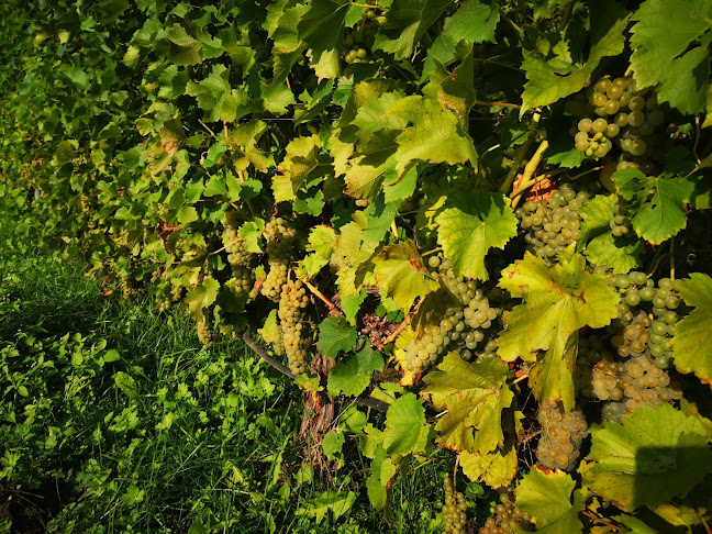 Opinii despre Winnica PATRIA în Imielin - Gastronomia