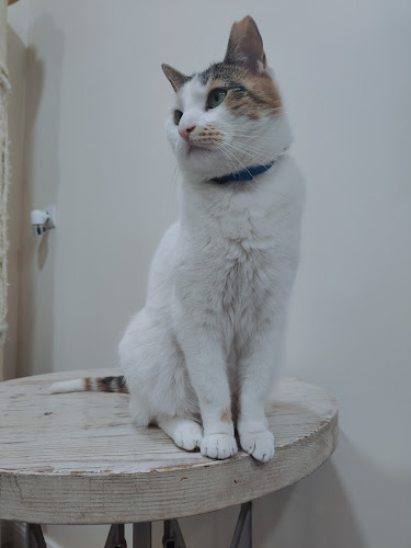 Kocia Kawiarnia „Koci Gościniec”/dla miłośników kotow/adopcja kota - Gastronomia