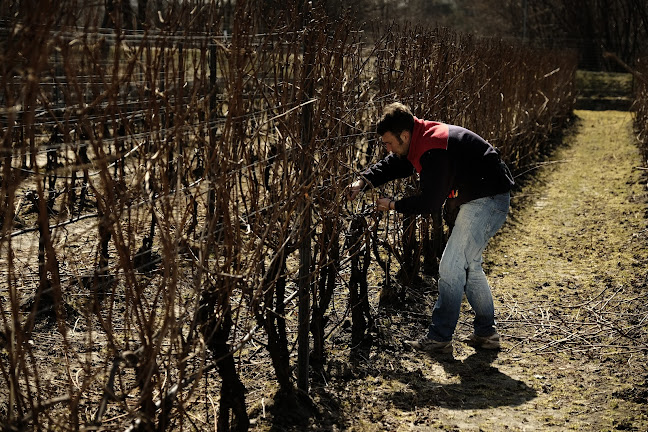 Winnica PATRIA - Gastronomia