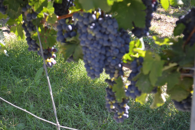 Specjały włoskie Vinum Veritum - Kalisz