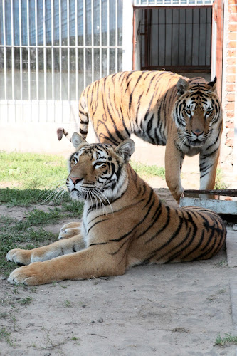 Gutów 44, 63-410 Ostrów Wielkopolski