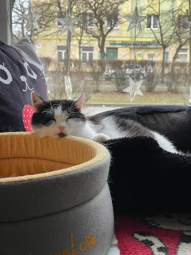 Opinii despre Kocia Ferajna în Bydgoszcz - Gastronomia