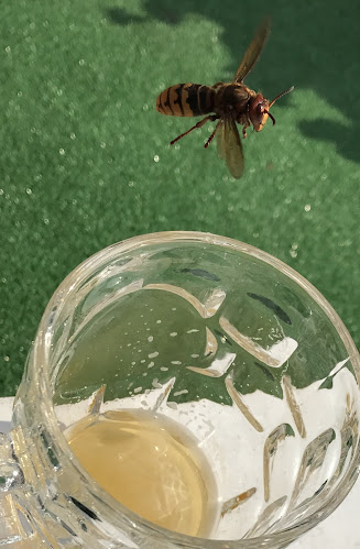 Opinii despre winylowa în Warszawa - Gastronomia