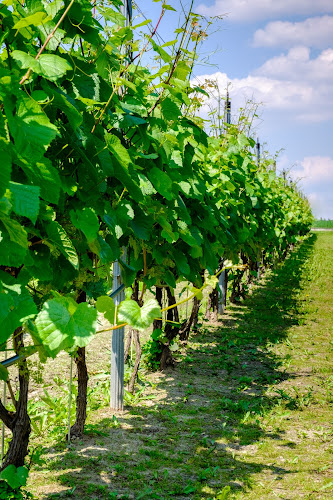 Winnica PATRIA - Imielin